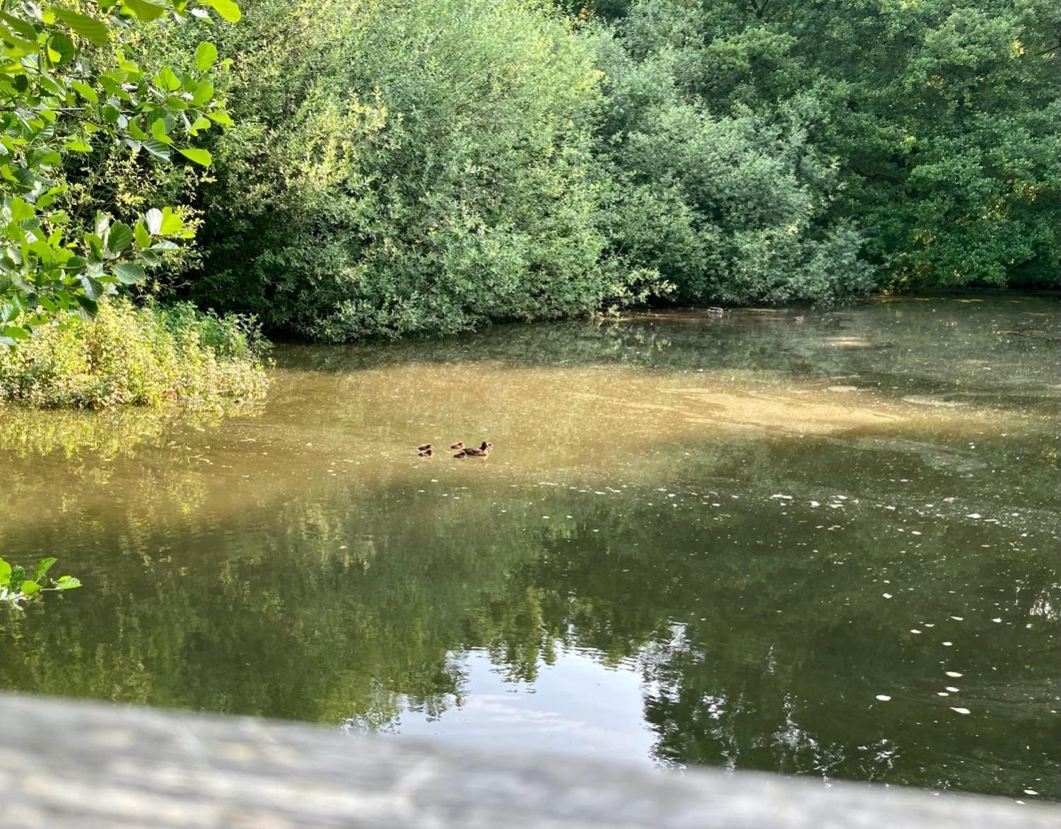 Apartment In Der Wassermuehle *